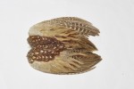 Cock Pheasant Wings